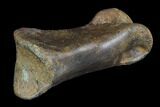 Struthiomimus Toe Bone - Montana #94761-2